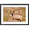 Russ Bishop / DanitaDelimont - Peninsular Bighorn Sheep (R1004056-AEAEAGOFDM)