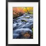Russ Bishop / DanitaDelimont - Autumn Colors Along Lundy Creek (R1004078-AEAEAGOFDM)