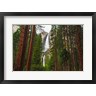 Russ Bishop / DanitaDelimont - Yosemite Falls Through A Forest (R1004104-AEAEAGOFDM)