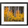 John Barger / DanitaDelimont - Autumn Aspen Grove In The Grand Mesa National Forest (R1004155-AEAEAGOFDM)