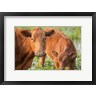 Maresa Pryor / Danita Delimont - Close-Up Of Red Angus Cow (R1004197-AEAEAGOFDM)
