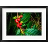 Russ Bishop / DanitaDelimont - Red Kona Coffee Cherries On The Vine, Hawaii (R1004245-AEAEAGOFDM)