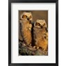 Richard & Susan Day / DanitaDelimont - Great Horned Owls, Illinois (R1004310-AEAEAGOFDM)