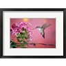 Richard & Susan Day / DanitaDelimont - Ruby-Throated Hummingbird Near Garden Phlox (R1004312-AEAEAGOFDM)