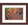 Richard & Susan Day / DanitaDelimont - Ruby-Throated Hummingbird At Cigar Plant (R1004318-AEAEAGLFGM)
