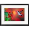 Richard & Susan Day / DanitaDelimont - Ruby-Throated Hummingbird On Scarlet Sage (R1004319-AEAEAGOFDM)
