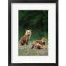 Richard & Susan Day / DanitaDelimont - Red Fox Adults With Kit (R1004326-AEAEAGOFDM)