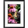 Richard & Susan Day / DanitaDelimont - Eastern Tiger Swallowtail On A Purple Coneflower (R1004329-AEAEAGOFDM)