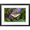 Richard & Susan Day / DanitaDelimont - Eastern Tiger Swallowtail On Butterfly Bush (R1004330-AEAEAGOFDM)