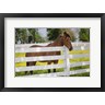 Jaynes Gallery / Danita Delimont - Horse At Fence, Kentucky (R1004348-AEAEAGOFDM)