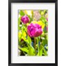 Lisa S. Engelbrecht / Danita Delimont - Purple Tulip, Massachusetts (R1004385-AEAEAGOFDM)