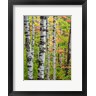 Julie Eggers / Danita Delimont - Birch Trunks And Maple Leaves, Michigan (R1004456-AEAEAGOFDM)