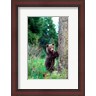 John Alves / Danita Delimont - Grizzly Bear Cub Leaning Against A Tree (R1004495-AEAEAGLFGM)