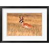John Alves / Danita Delimont - An Antelope Lying Down In A Grassy Field (R1004496-AEAEAGOFDM)