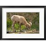 Michel Hersen / Danita Delimont - Bighorn Sheep Drinking, Yellowstone National Park, Montana (R1004502-AEAEAGOFDM)