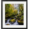 Gary Luhm / Danita Delimont - Mccord Creek In Autumn, Oregon (R1004697-AEAEAGOFDM)