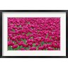 John Barger / DanitaDelimont - Field Of Purple Tulips In Spring, Willamette Valley, Oregon (R1004703-AEAEAGOFDM)