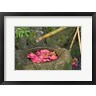 Michel Hersen / Danita Delimont - Water Basin Flowers, Portland Japanese Garden, Oregon (R1004719-AEAEAGOFDM)