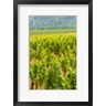 Richard Duval / Danita Delimont - Winery And Vineyard In Dundee Hills, Oregon (R1004747-AEAEAGOFDM)