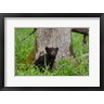 Jaynes Gallery / Danita Delimont - Black Bear Cub Next To A Tree (R1004791-AEAEAGOFDM)