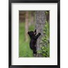 Jaynes Gallery / Danita Delimont - Black Bear Cub Climbing A Tree (R1004795-AEAEAGOFDM)