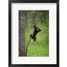 Jaynes Gallery / Danita Delimont - Black Bear Cub Playing On A Tree Limb (R1004796-AEAEAGOFDM)