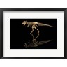 Jaynes Gallery / Danita Delimont - T-Rex Skeleton Replica Reflection (R1004807-AEAEAGOFDM)
