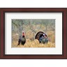 Richard & Susan Day / DanitaDelimont - Rio Grande Wild Turkeys (R1004856-AEAEAGLFGM)