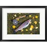 Jaynes Gallery / Danita Delimont - Rainbow Trout And Fly Rod (R1004875-AEAEAGOFDM)