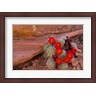 Charles Crust / Danita Delimont - Red Flowers Of A Claret Cup Cactus In Bloom (R1004904-AEAEAGLFGM)