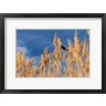 Brent Bergherm / Danita Delimont - Red-Winged Blackbird On Ravenna Grass (R1005023-AEAEAGOFDM)