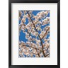 Jaynes Gallery / Danita Delimont - Cherry Tree Blossoms In Spring, Washington State (R1005027-AEAEAGOFDM)
