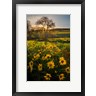 Gary Luhm / Danita Delimont - Arrowleaf Balsamroot Wildflowers At Columbia Hills State Park (R1005155-AEAEAGOFDM)