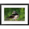 Gary Luhm / Danita Delimont - Wood Duck Preens While Perched On A Log (R1005158-AEAEAGOFDM)