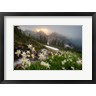Gary Luhm / Danita Delimont - Avalanche Lilies Along A Small Stream Below Plummer Peak (R1005170-AEAEAGOFDM)