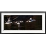 Gary Luhm / Danita Delimont - Flight Sequence Of A Buffleheads (R1005178-AEAEAGOFDM)