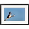 Gary Luhm / Danita Delimont - Belted Kingfisher On A Perch (R1005179-AEAEAGOFDM)