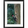 Gary Luhm / Danita Delimont - Pileated Woodpecker Holing Out A Nest (R1005183-AEAEAGOFDM)