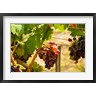 Richard Duval / Danita Delimont - Merlot Grapes In A Vineyard (R1005232-AEAEAGOFDM)