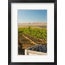 Richard Duval / Danita Delimont - A Bin Of Cabernet Sauvignon Grapes At Harvest (R1005234-AEAEAGOFDM)