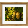 Richard Duval / Danita Delimont - Sauvignon Blanc Grapes (R1005250-AEAEAG8FE4)