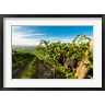 Richard Duval / Danita Delimont - Grenache Grapes From A Vineyard (R1005251-AEAEAGOFDM)