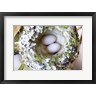 Trish Drury / Danita Delimont - Rufous Hummingbird Nest With Eggs (R1005266-AEAEAGOFDM)