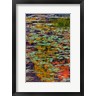 Jaynes Gallery / Danita Delimont - Lily Pads And Autumn Reflections At Babcock State Park (R1005283-AEAEAGOFDM)