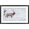 Janet Muir / DanitaDelimont - Bull Elk Walks In The Snow (R1005301-AEAEAGOFDM)