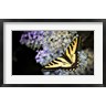 Janet Muir / DanitaDelimont - Western Tiger Swallowtail Butterfly On A Lilac Bush (R1005302-AEAEAGOFDM)