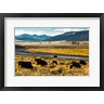 Michel Hersen / Danita Delimont - Bison Herd Feeding, Lamar River Valley, Yellowstone National Park (R1005323-AEAEAGOFDM)