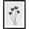 Design Fabrikken - Tulips Purple (R1016166-AEAEAGOFDM)