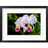 Don Spears - White, Yellow and Fuchsia Orchids (R1016877-AEAEAGOFDM)