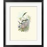 John Gould - Hummingbird Delight VIII (R1018345-AEAEAGOFDM)